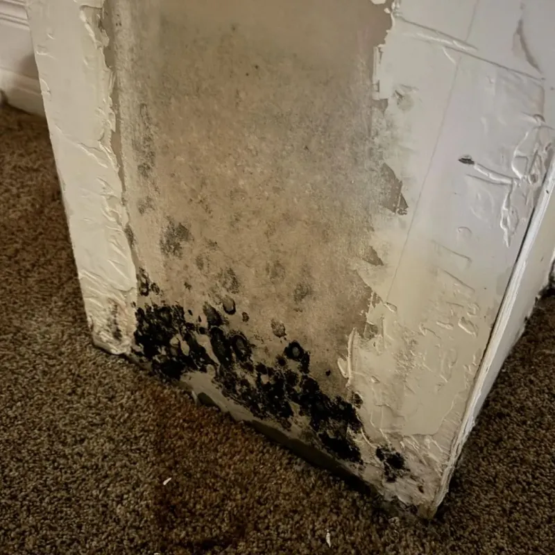 Professional Mold Removal in McDowell County, NC